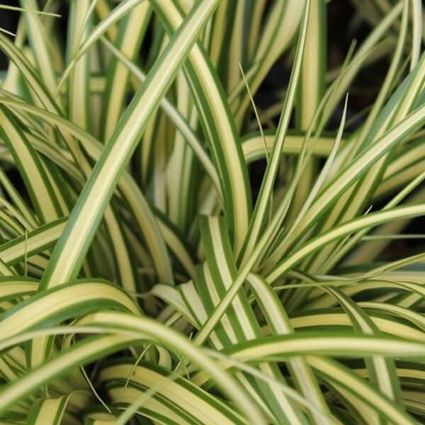 Turzyca oszimska EVERGOLD (Carex oshimensis) Sadzonka C1C2 (2).jpg