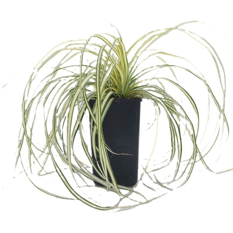 Turzyca oszimska EVERGOLD (Carex oshimensis) Sadzonka C1C2.jpg