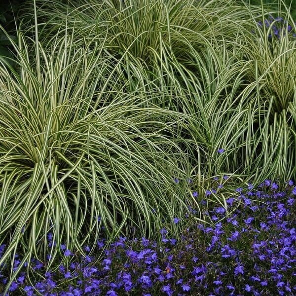 Turzyca oszimska EVERGOLD (Carex oshimensis) Sadzonka C1C2 (3).jpg