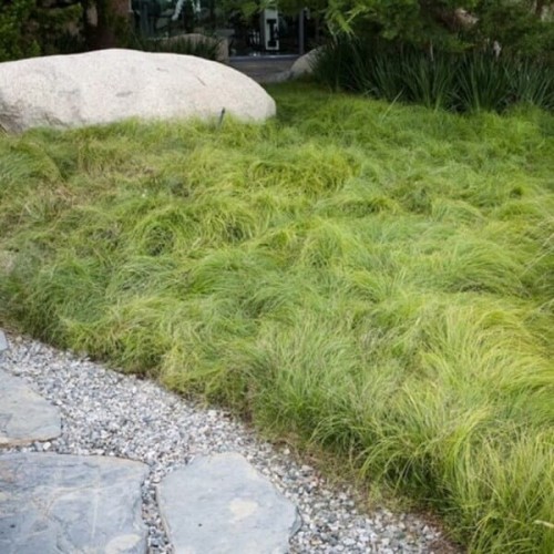 Turzyca włosowa AMAZON MIST sadzonka C1/C2