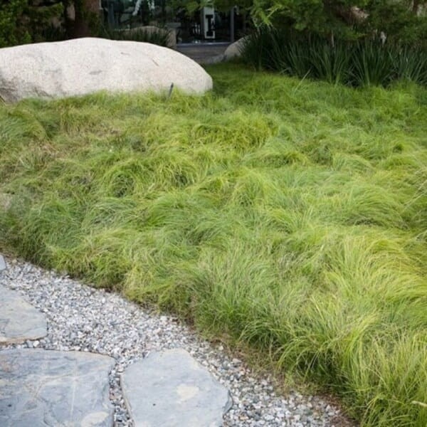 Turzyca włosowa AMAZON MIST (Carex comans) Sadzonka C1C2 (2).jpg