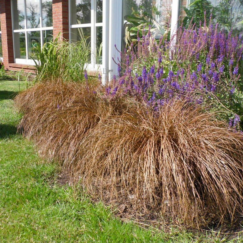 Turzyca włosowa BRONZE FORM (Carex comans) Sadzonka C1 (1).jpg