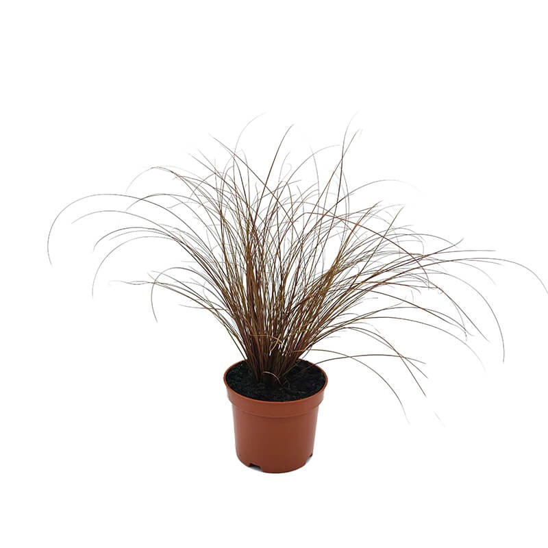 Turzyca włosowa BRONZE FORM (Carex comans) Sadzonka C1 (2).jpg