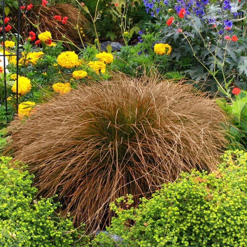 Turzyca włosowa BRONZE FORM (Carex comans) Sadzonka C1.jpg