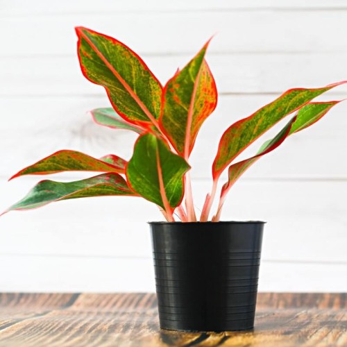 Aglaonema Crete roślina domowa P12