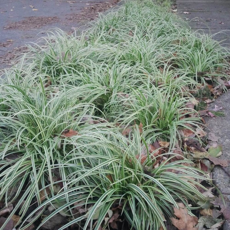 Turzyca SILVER SCEPTRE (Carex morrowii) Sadzonka (2).jpg