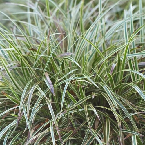 Turzyca SILVER SCEPTRE sadzonka