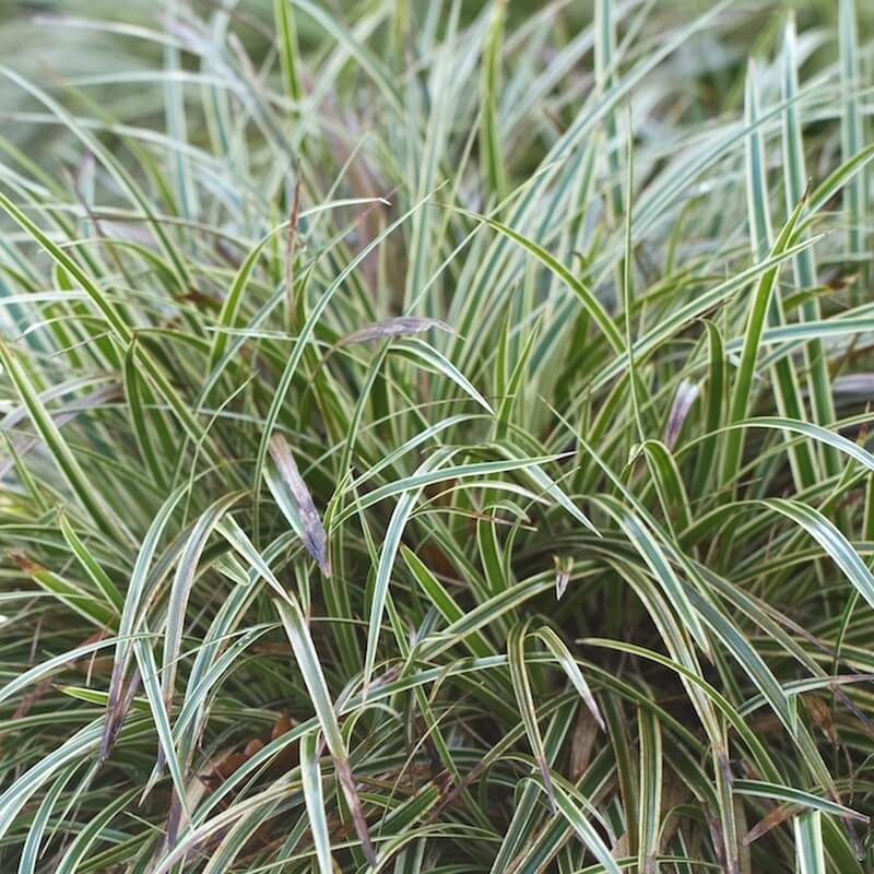 Turzyca SILVER SCEPTRE (Carex morrowii) Sadzonka.jpg