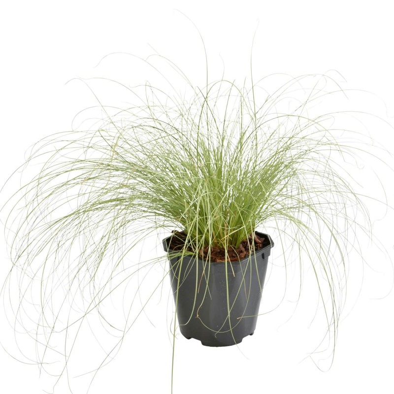 Turzyca SILVER SCEPTRE (Carex morrowii) Sadzonka (1).jpg