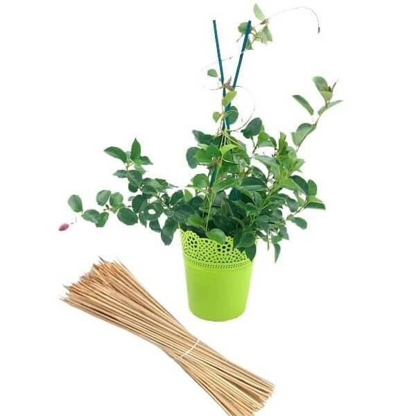 Podpora do roślin (tyczka bambusowa) Bambus łupany naturalny 35cm:4mm. 10 szt. (3).jpg