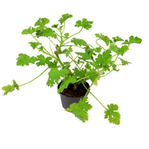 Geranium lecznicze anginowiec roślina domowa P12