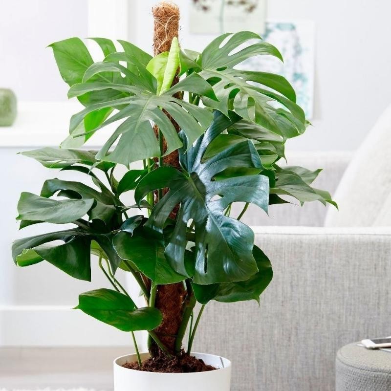 Palik kokosowy tyczka - podpora do roślin 60 cm x 25 mm - 1 szt. (4).jpg