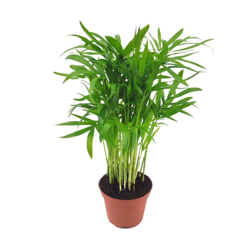 Chamedora palma koralowa sadzonka cena