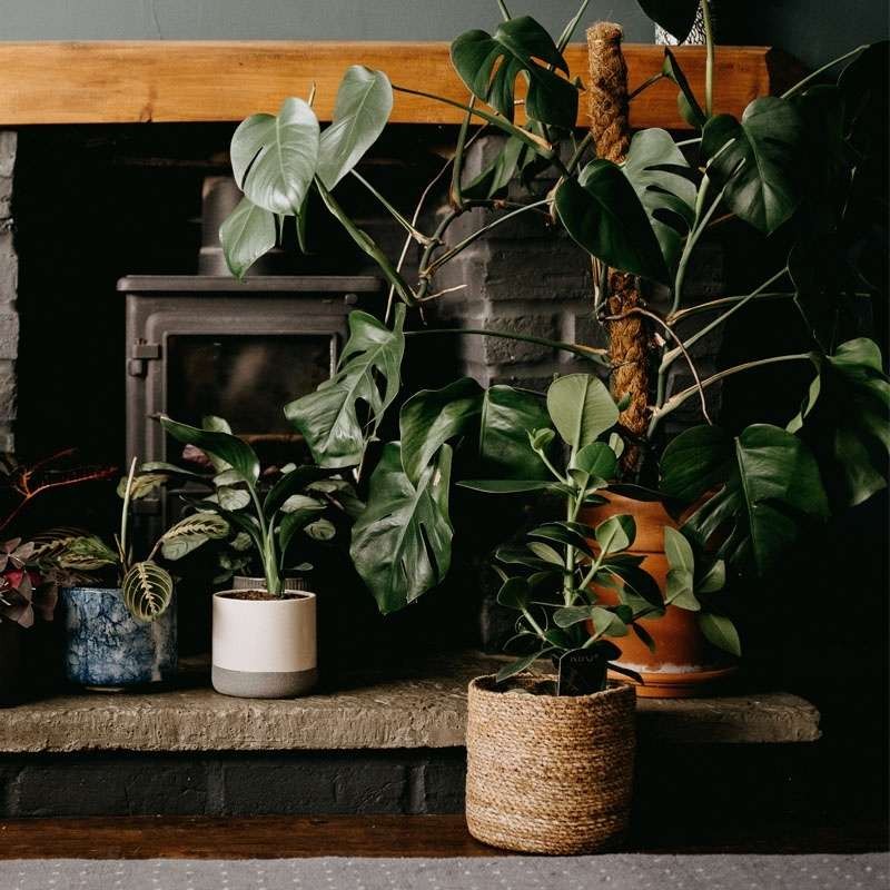 Palik kokosowy tyczka - podpora do roślin 100 cm x 25 mm - 1 szt. (3).jpg