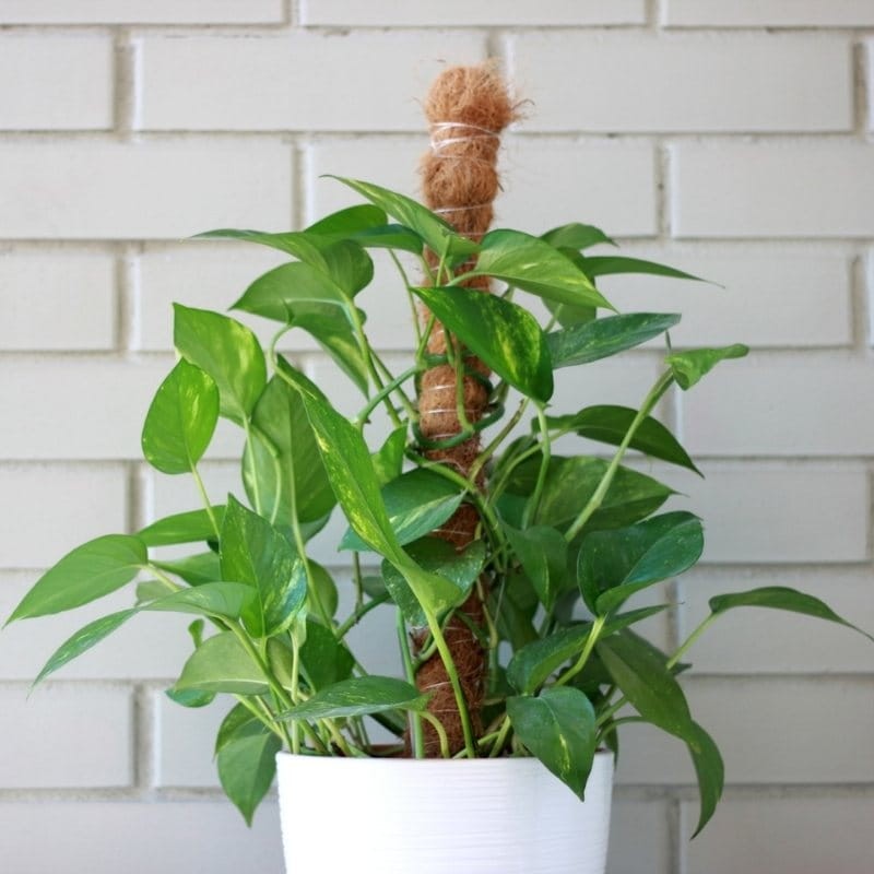 Palik kokosowy tyczka - podpora do roślin 100 cm x 25 mm - 1 szt. (4).jpg