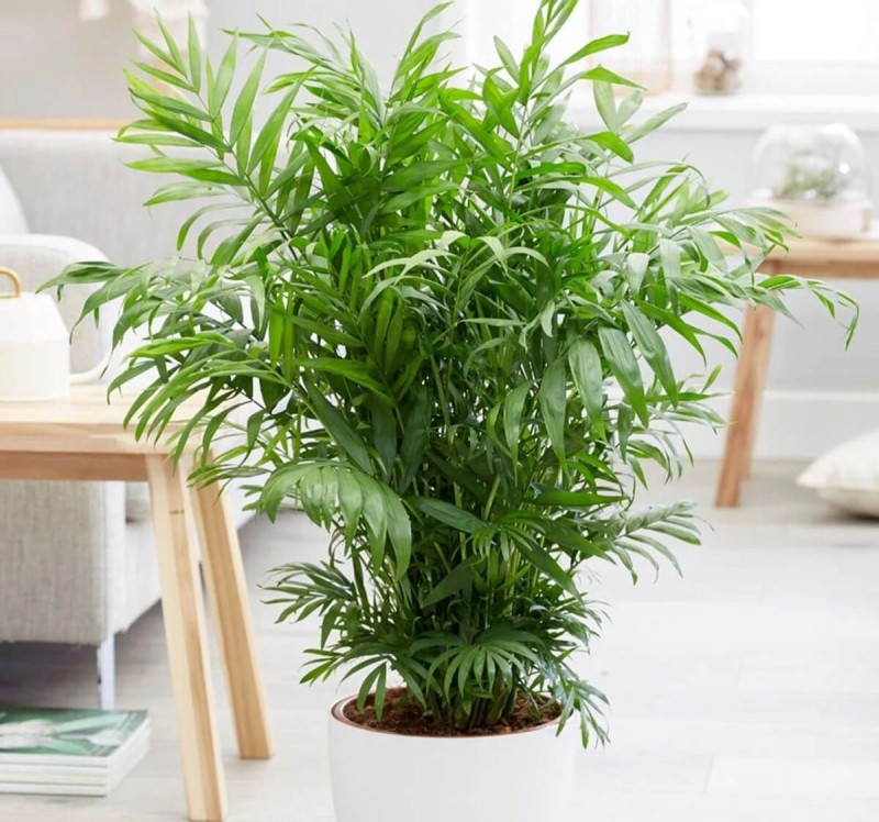 chamedorea elegans jak uprawiać