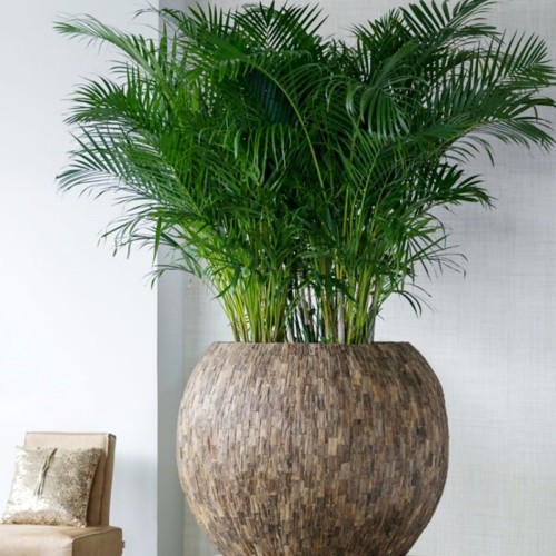 Chamedora palma koralowa roślina domowa P12