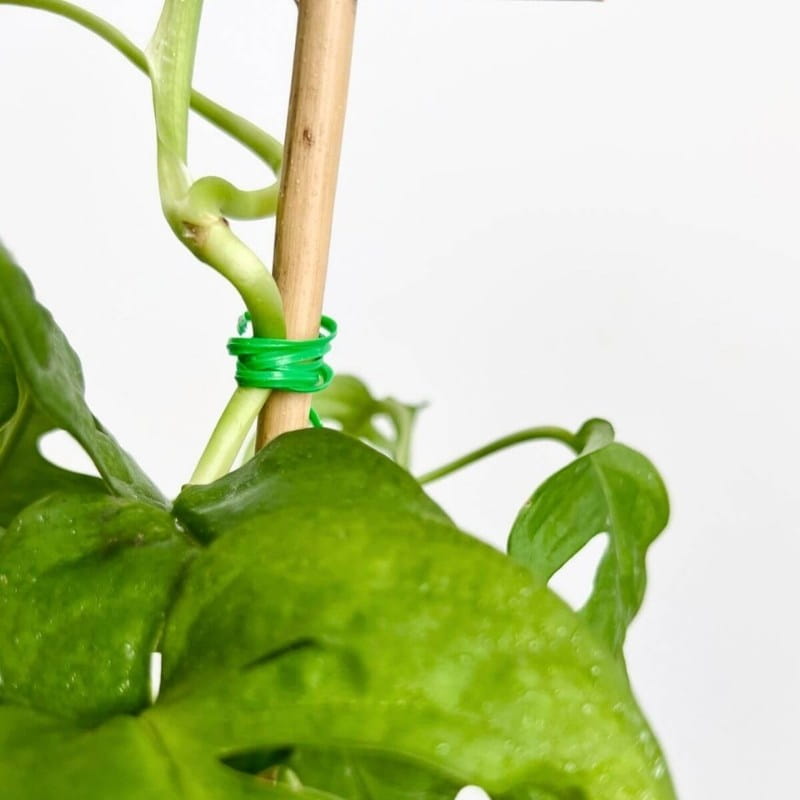 Drut ogrodniczy płaski do podwiązywania roślin 2 mm x 20cm - 100szt. (3).jpg