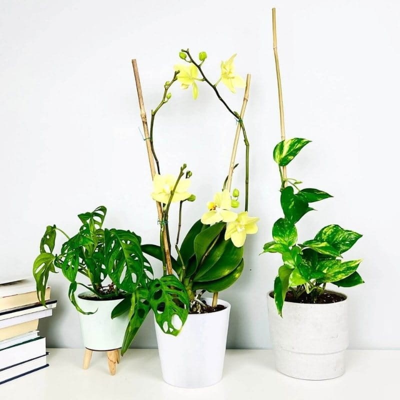 Tyczki bambusowe - podpory do roślin 75cm x 8:10mm. 10 szt. (4).jpg