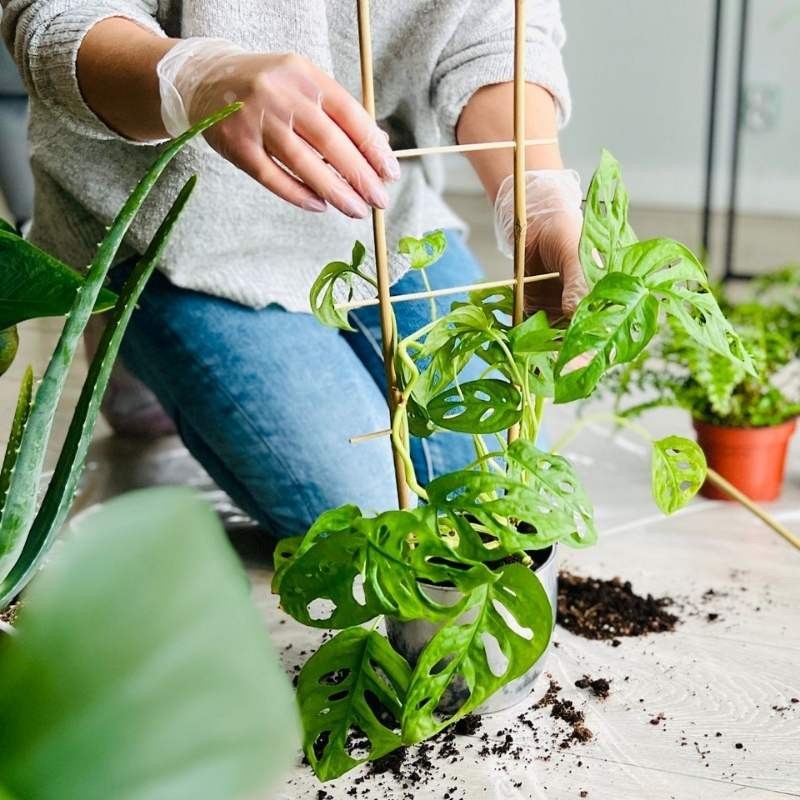 Drabinka Bambusowa - podpora do roślin 60 cm - 1 szt. (3).jpg