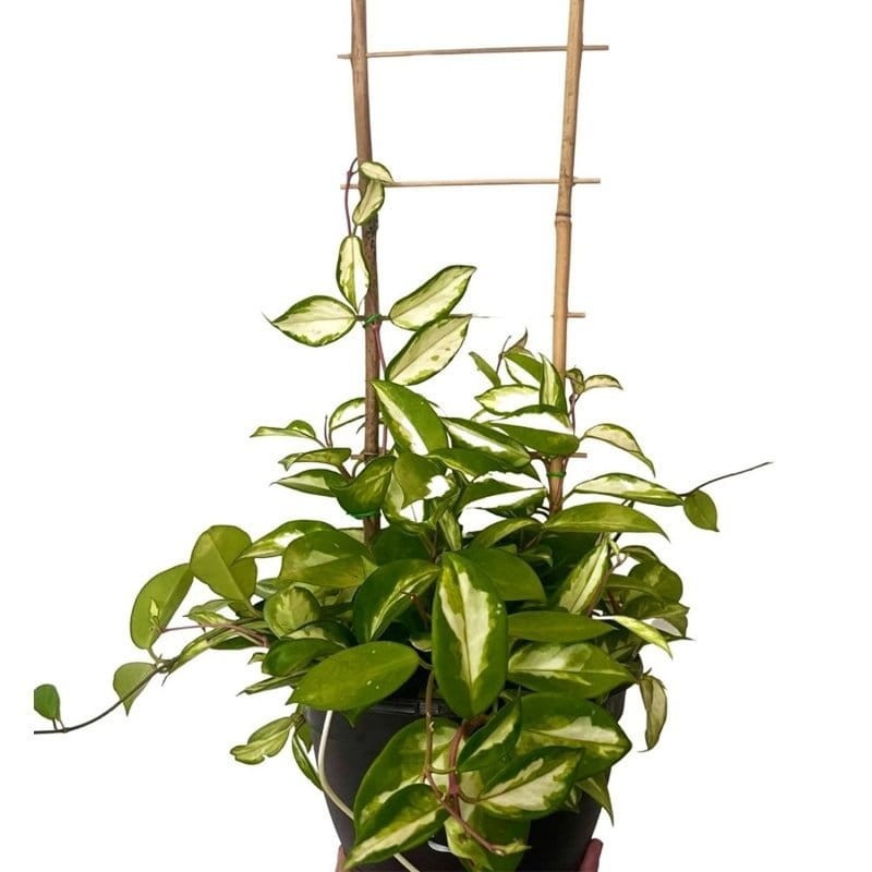 Drabinka Bambusowa - podpora do roślin 45 cm - 1 szt. (2).jpg