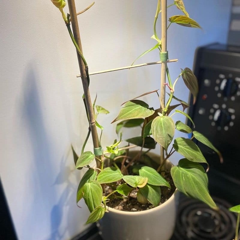 Drabinka Bambusowa - podpora do roślin 45 cm - 1 szt. (3).jpg