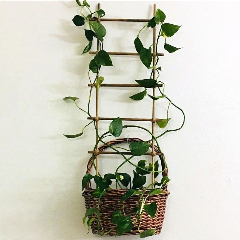 Drabinka Bambusowa - podpora do roślin 45 cm - 1 szt. (4).jpg