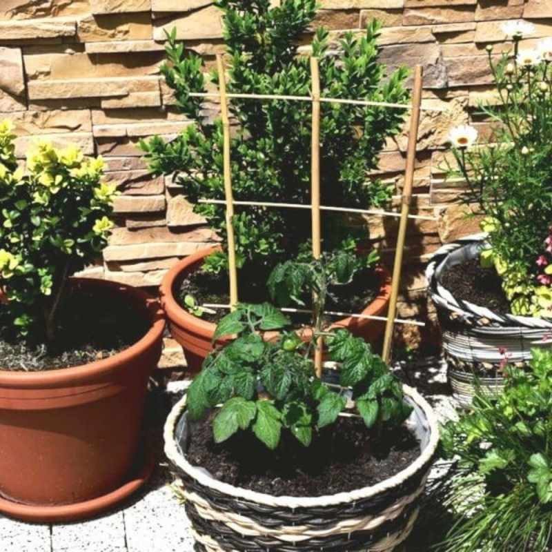 Drabinka Bambusowa - podpora do roślin 120 cm - 1 szt. (4).jpg