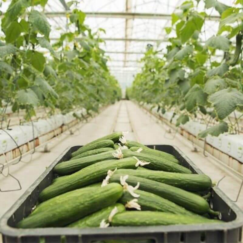 Nawóz do ogórków i innych roślin dyniowatych 500ml nawozy (3).jpg