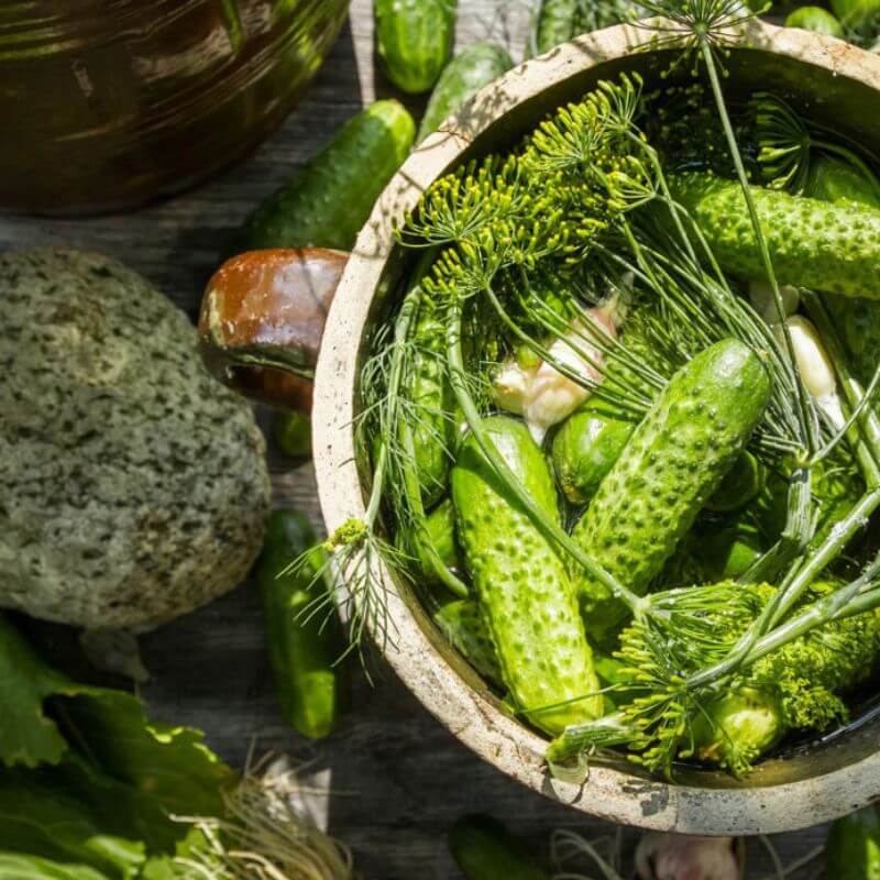 Nawóz do ogórków i innych roślin dyniowatych 500ml nawozy (4).jpg