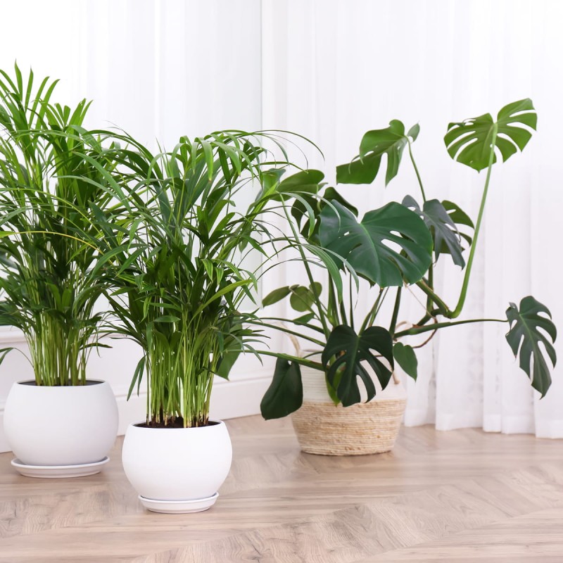 palma chamedora pielęgnacja