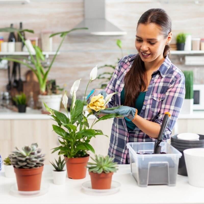 Odżywka do roślin domowych i doniczkowych COMPO 30ml nawóz (3).jpg