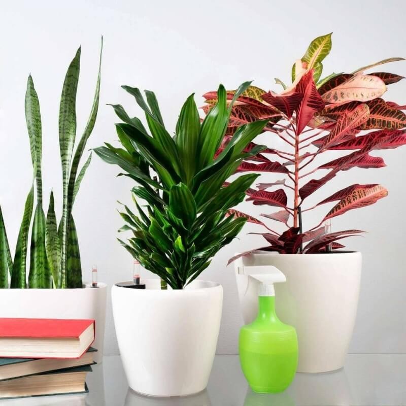 Odżywka do roślin domowych i doniczkowych COMPO 30ml nawóz (4).jpg