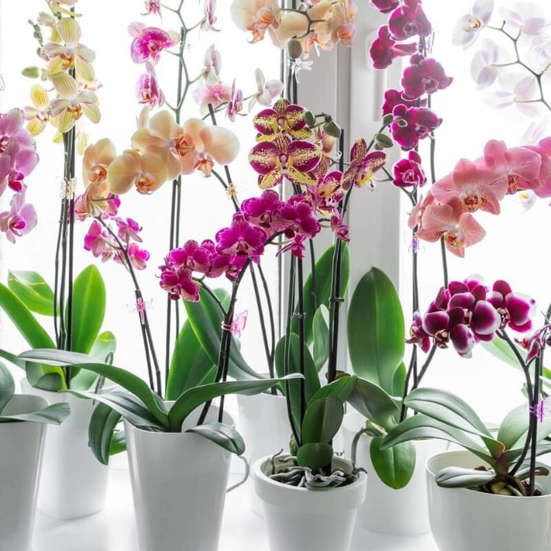 Orchid Power odżywka do storczyków COMPO 30ml nawóz (4).jpg