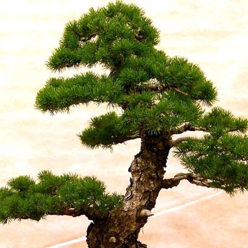 Odżywka do bonsai COMPO 30ml nawóz (4).jpg