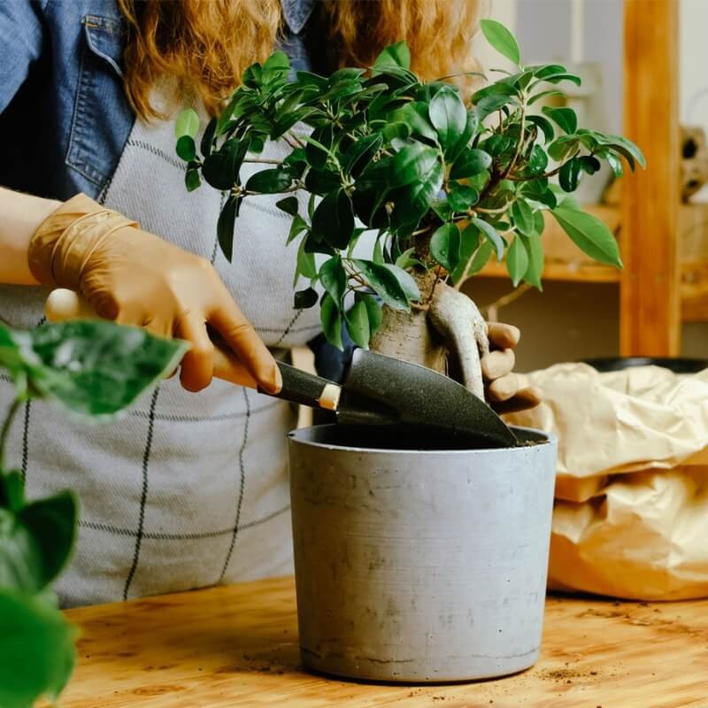 Odżywka do roślin domowych 5 x 30 ml nawóz (4).jpg