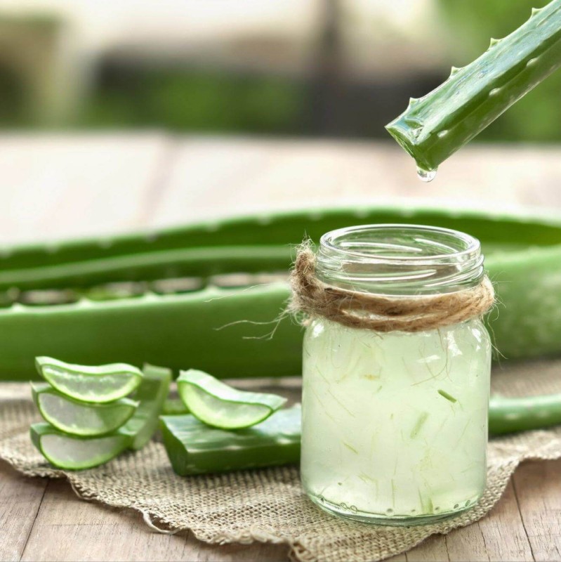 aloes drzewiasty leczniczy jak stosować