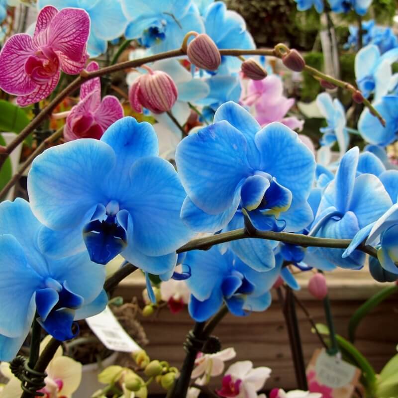 Orchid Power odżywka do storczyków COMPO 5 x 30 ml nawóz (3).jpg