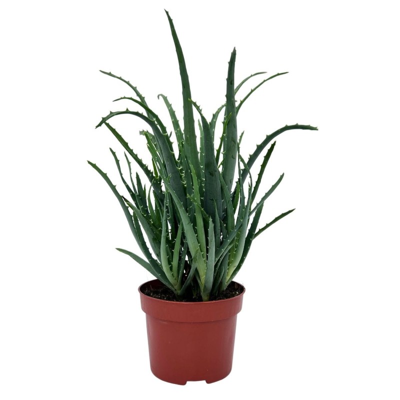Aloes drzewiasty sadzonka cena.jpg