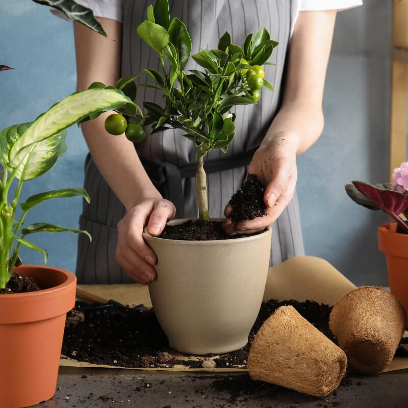 Obudź i odżyw -Plant Lover 300 ml nawóz (4).jpg