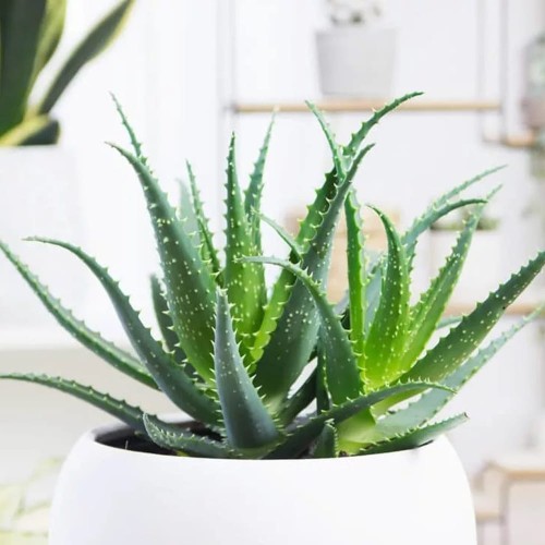 Aloes leczniczy drzewiasty roślina domowa P12