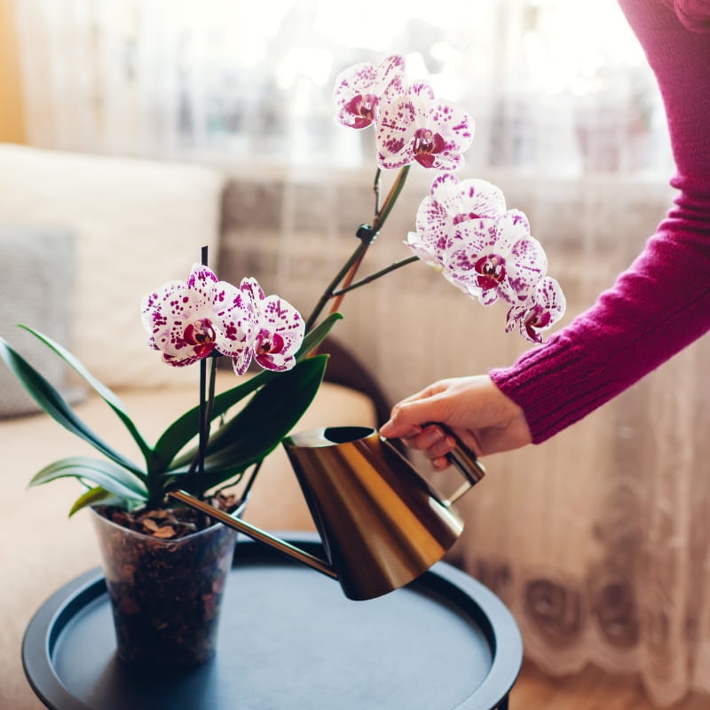 Storczykowe love - 100% naturalny nawóz Plant Lover 50 ml nawóz (4).jpg