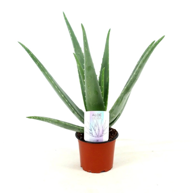 aloes leczniczy sadzonka w doniczce