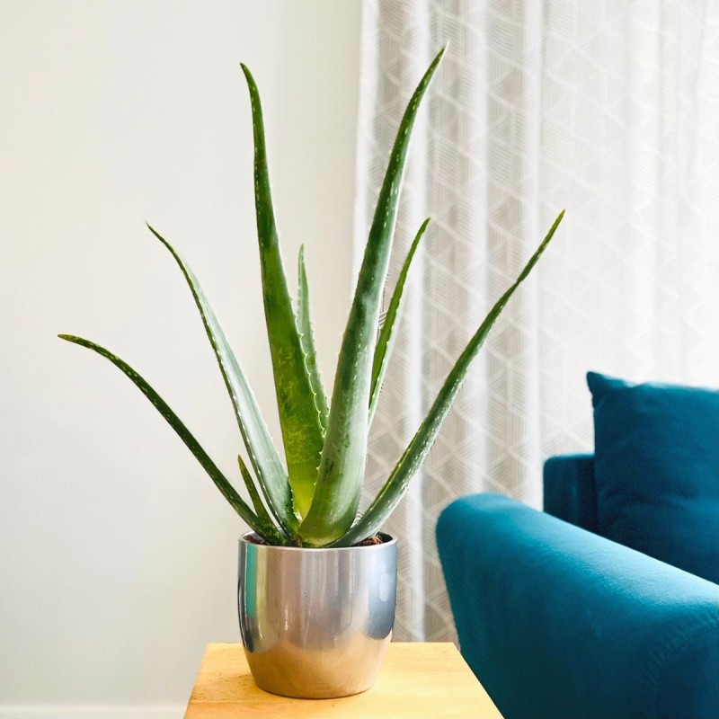 aloes aloe vera cena sklep