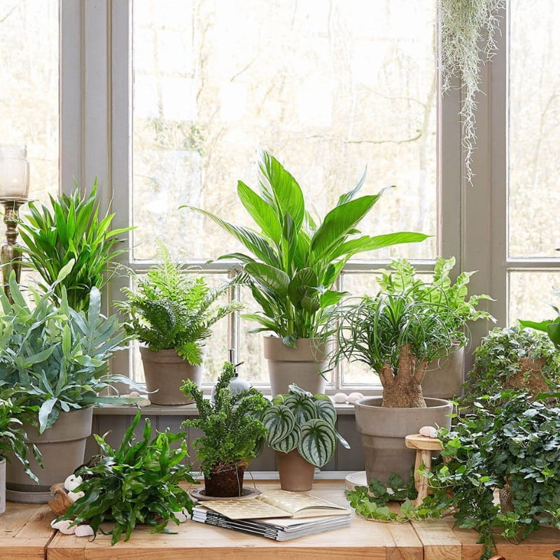 Spraw by szybciej rosły - 100 % naturalny organiczny stymulator wzrostu nawóz 500 ml nawóz (4).jpg