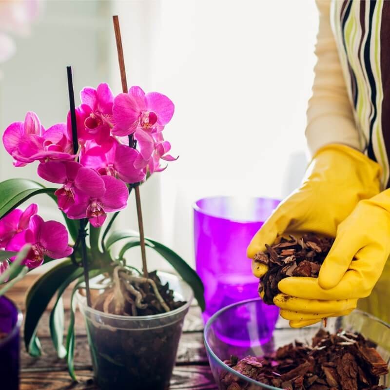 Widocznie wzmocnij - 100% naturalny sypki nawóz 40 g nawóz (4).jpg