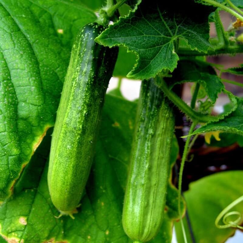 Spraw by szybciej rosły - 100 % naturalny organiczny stymulator wzrostu nawóz 50 ml nawóz (4).jpg