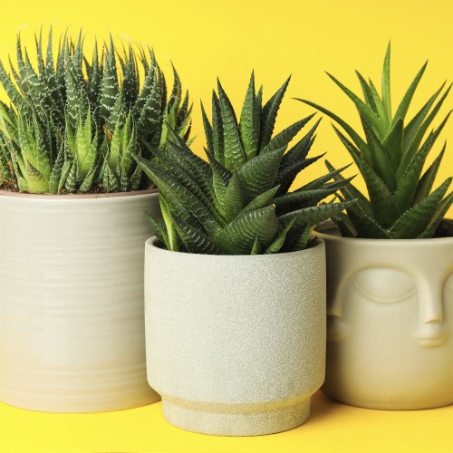 Aloes mix roślina domowa P10