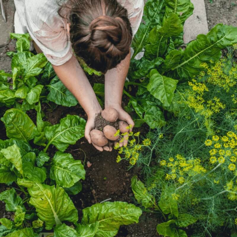 WAPNO nawozowe (odkwasza, nawozi, zasila) 5kg nawóz (4).jpg