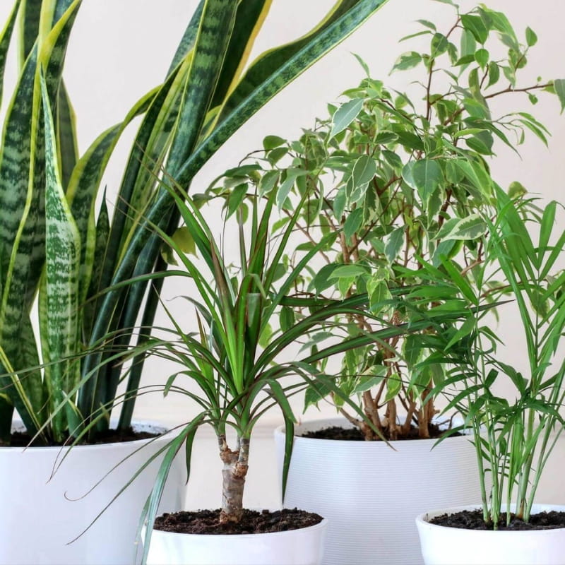 Biosept Activ Spray 750ml nawóz (4).jpg